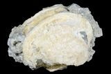 Fossil Clam with Fluorescent Calcite Crystals - Ruck's Pit, FL #177737-2